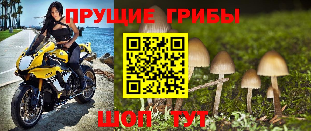 где можно купить   Вход с VPN  Курган  Галлюциногенные грибы GOLDEN TEACHER 